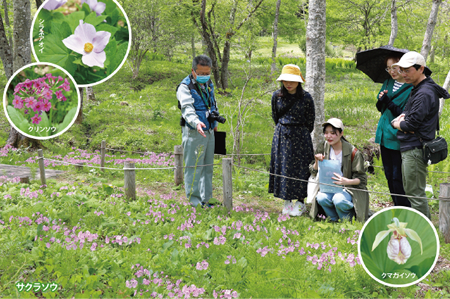 野草園(山形市) サクラソウが見ごろ／紅紫色の花、可愛らしく