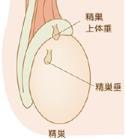 急性陰のう症【中】