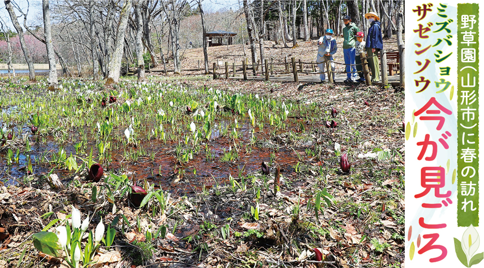 野草園（山形市）に春の訪れ