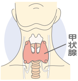 内科の現場から／甲状腺（上）