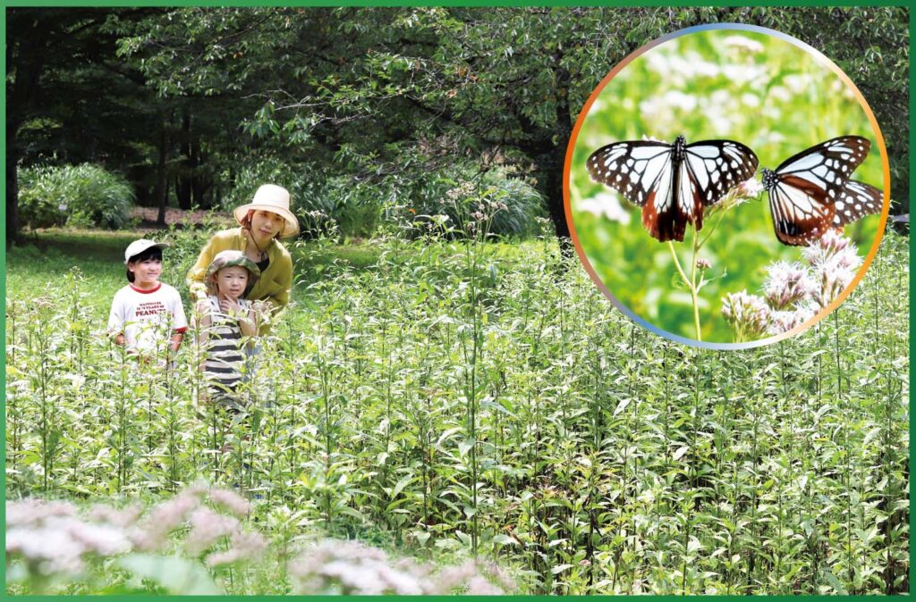 山形市野草園 フジバカマが開花／間もなくアサギマダラも